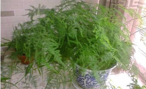  施肥|文竹，要巧养，切记1散、1喷、1通，不施肥也长新枝