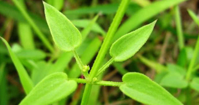  野草|农村人人厌恶的一种野草，碰到它便常被割伤，根部珍贵一定别拔除