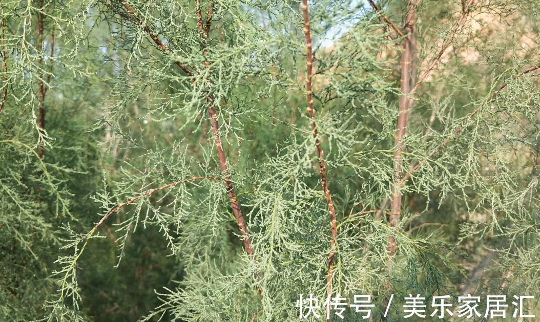 梭梭树到底长什么样,好多人在蚂蚁森林忙活了半天都一定没瞧过