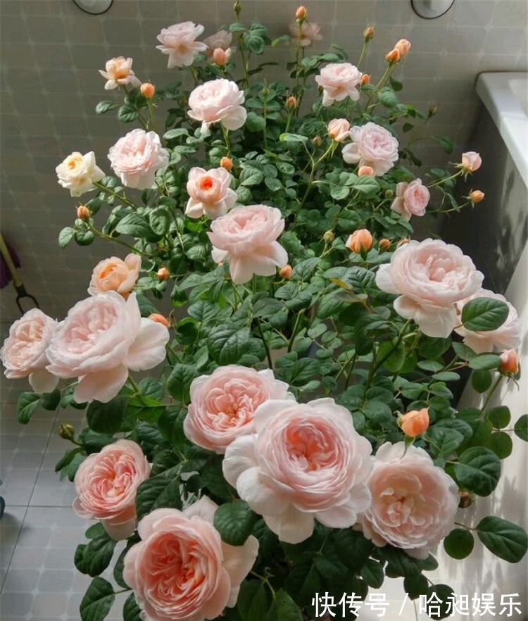 养月季,协调好3地方,月季越长越旺盛,一年四季花开不断!