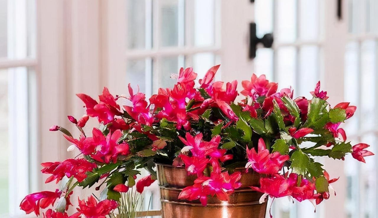 9种漂亮花，现在扦插“正当时”，喜欢别错过