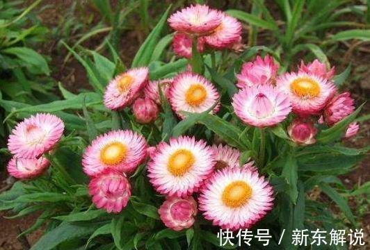 在家中养护花卉,就选颜值高,开花多,花香四溢,香飘十里的花卉