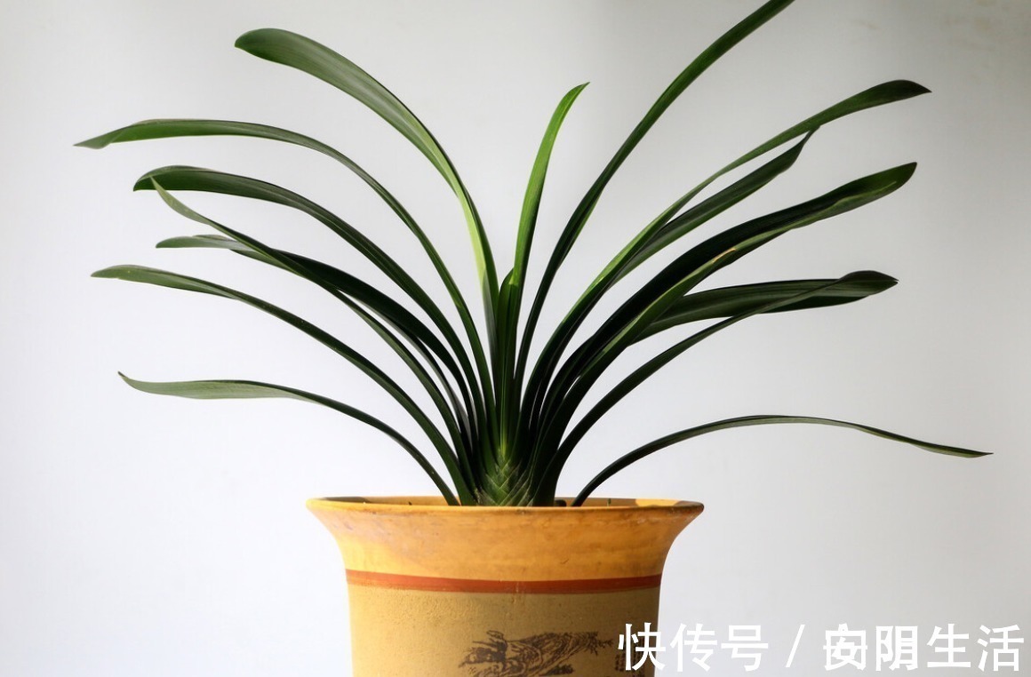 浇水|君子兰害怕五件事，新手经常犯，难怪越养越糟糕