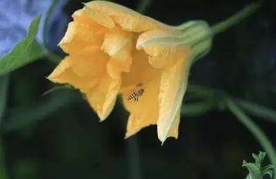 高血压|一种菜叶子,能治胃痛、降血压、去结石,你今天吃了吗?