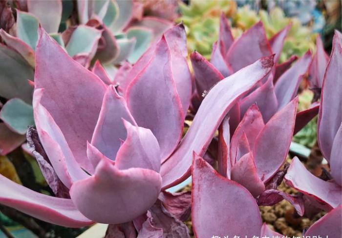 植物|多肉植物为什么会变色?科学家的养肉秘籍,4招教你给多肉上色