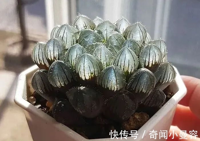 漂亮|20个难得一见的多肉植物,每一个都漂亮极了