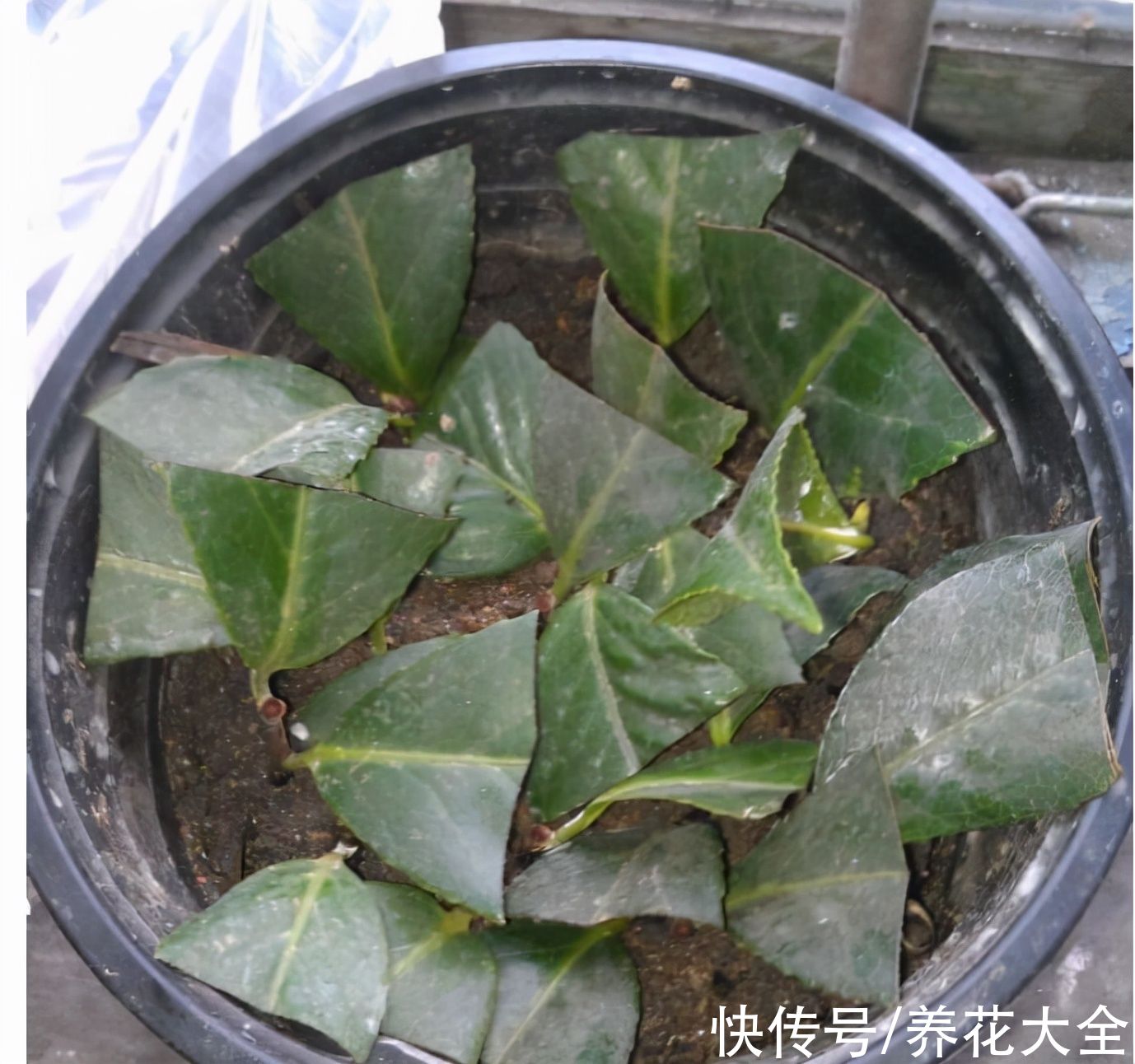 生根|6种花，二月底快扦插，十几天就生根