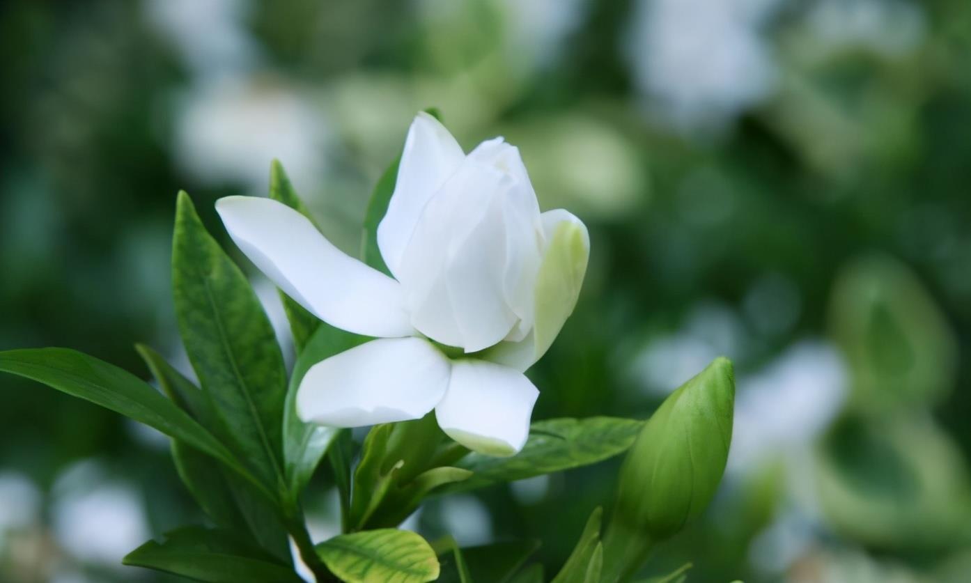 花期|栀子花的花苞打不开，还发黄脱落，是什么原因？教你3招轻松解决