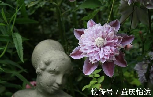 三角梅|都说养花容易上瘾，尤其是这4种花，不信养几盆就知道了