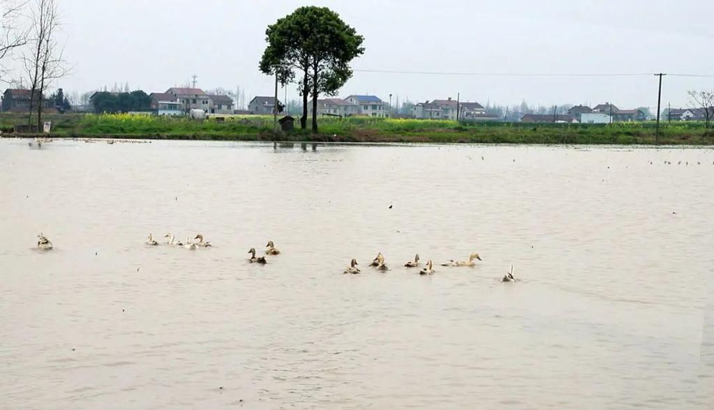 西湖管理区：枝头花开 大地春来