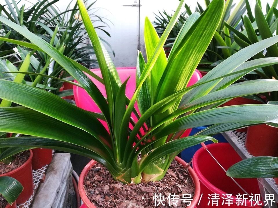 植株|养君子兰2年，不长新叶和新芽，学好5招，蹭蹭长爆盆，一学就会