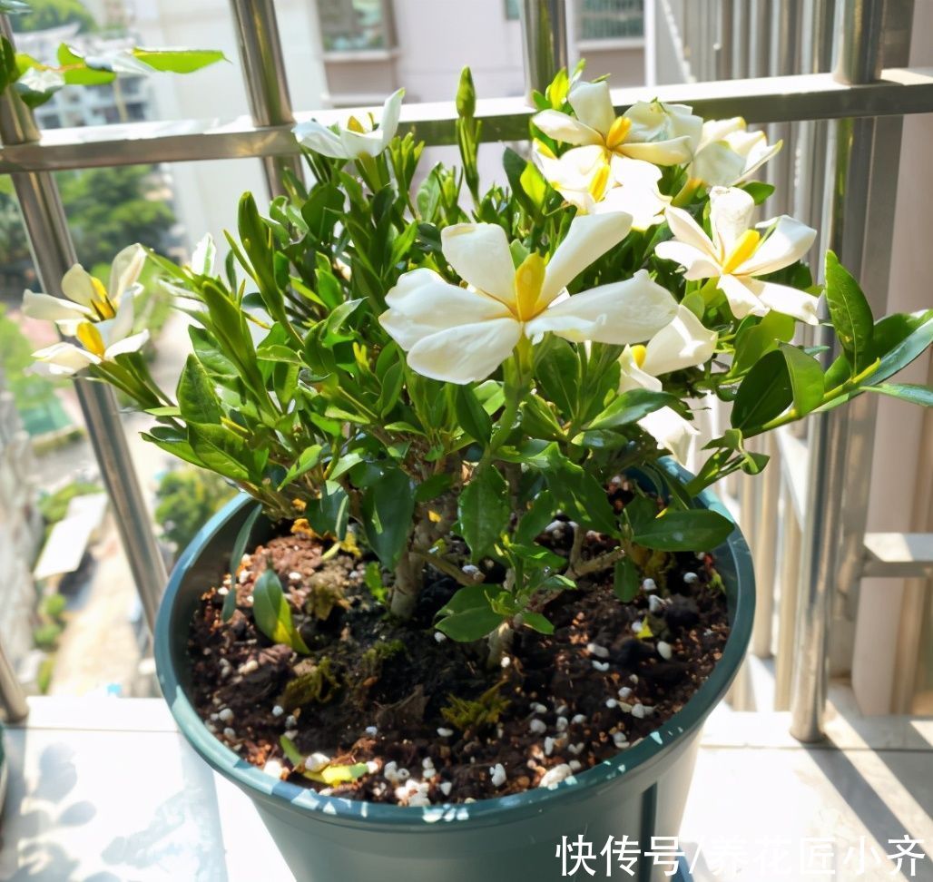 漂亮|4种植物开花漂亮，想要接着再开花，修剪才能开爆盆