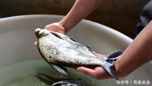 只有中国才有的鱼,被称为“鱼中之王”,现在只有少数人会吃