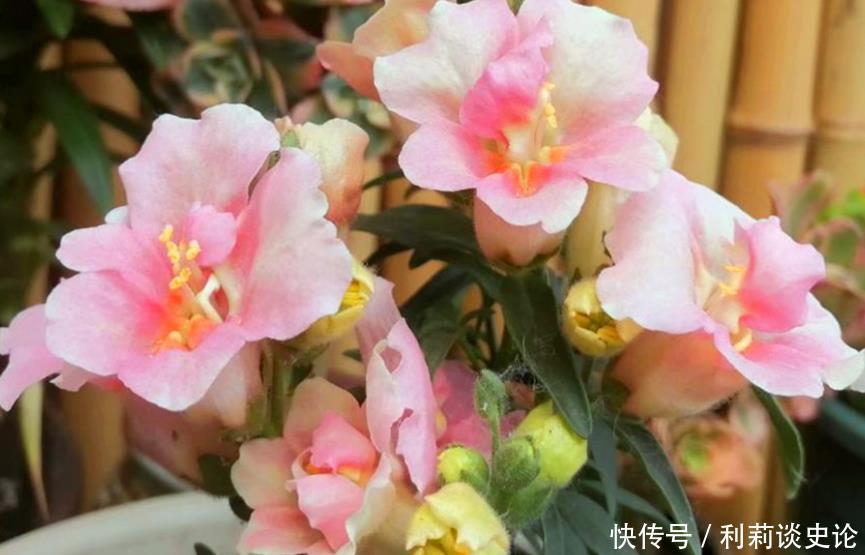 “4种花”养家里，一开就是300天，不用费心，就能长的特别好