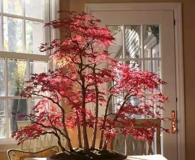 世界上又一奢侈品《盆栽》一盆就是一座房子!