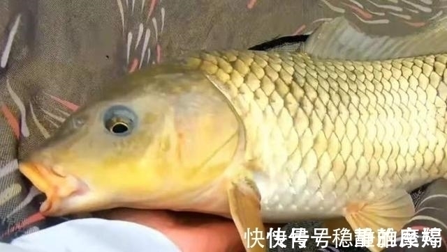 据说这钓法专攻“大鲤鱼”,每次抛竿入水都有口,连鲫鱼都不想钓