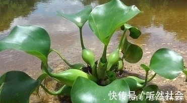 抗衰老素|农村长在水里的这些野菜,提高智力,润肺化痰,抗衰老,你认识吗
