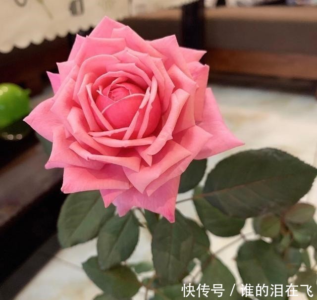 月季花|八种以“香”闻名的月季花,花开一朵,满屋子香气,养护也简单!