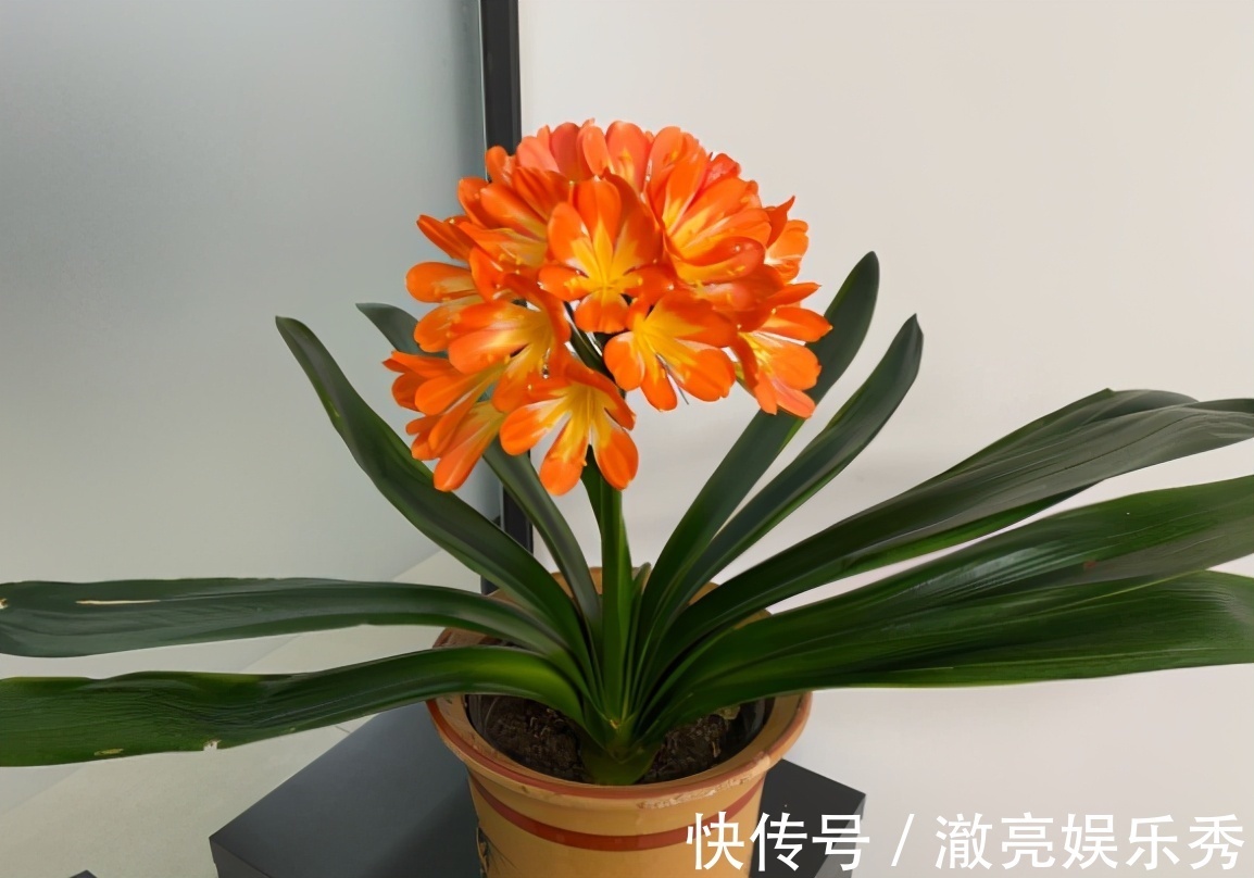 晒伤|春季养君子兰,新手不经意会犯五个错,难怪越养越糟,始终养不好