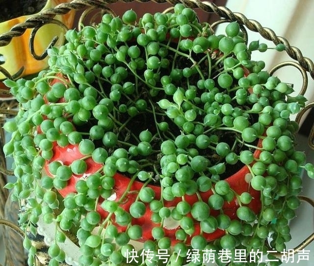 养多肉“佛珠”如何快速爆盆?3个小方法,1个月美成“瀑布”