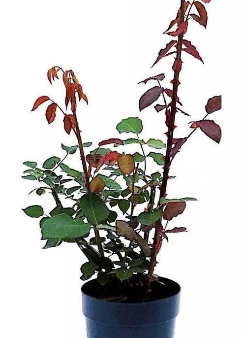 月季花株型总是长不好?学会正确的打顶方法株型长的正!