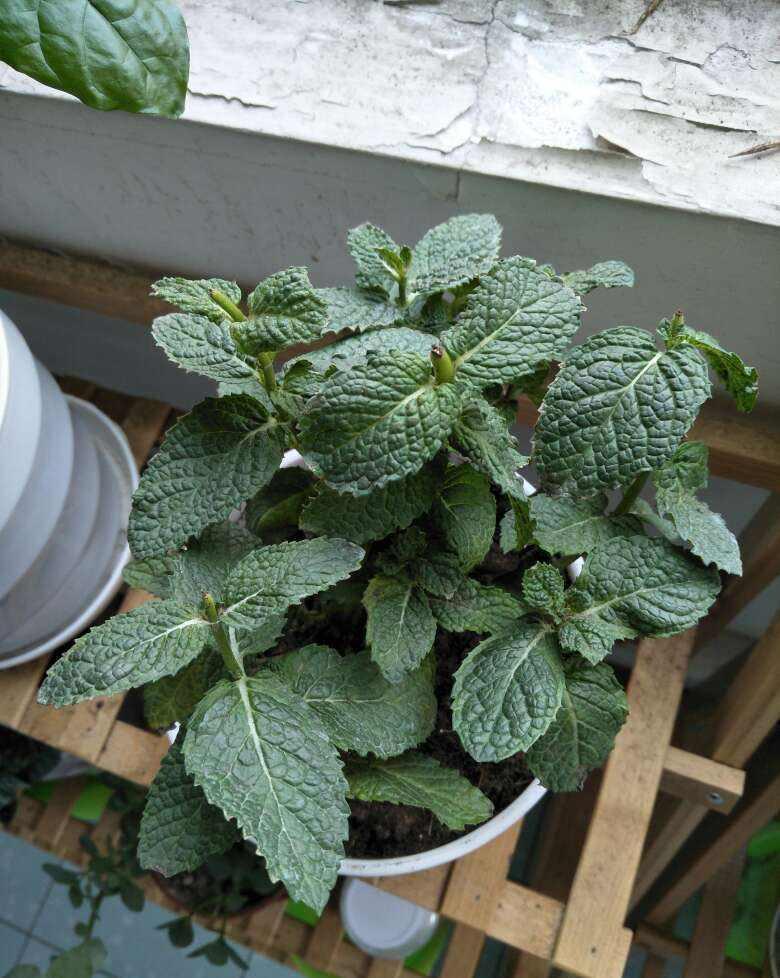 1盆薄荷提神醒脑,揪片叶子还能吃,性价比超高