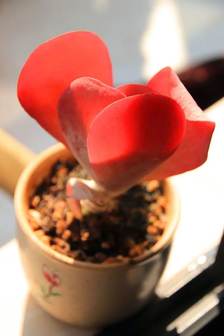 每次的剁手都是忍无可忍，无需再忍！买买买！静待肉美！