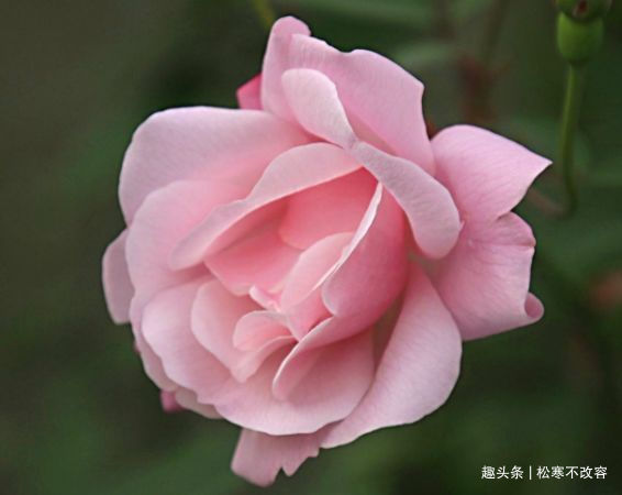 石竹花|家里养这几款植物,给点水就长得好,招财进宝、财源滚滚