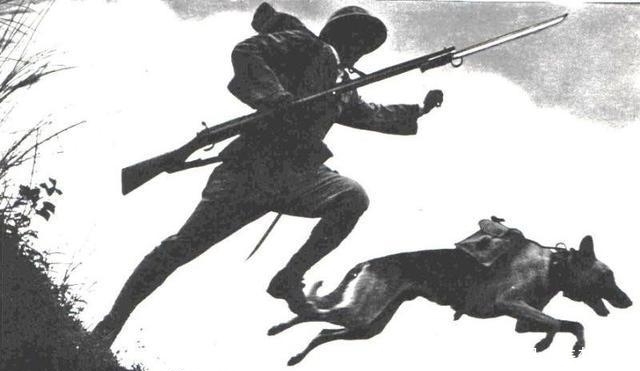 收缴|日军投降后,大量军犬被收缴,却难驯服,用子弹送回家