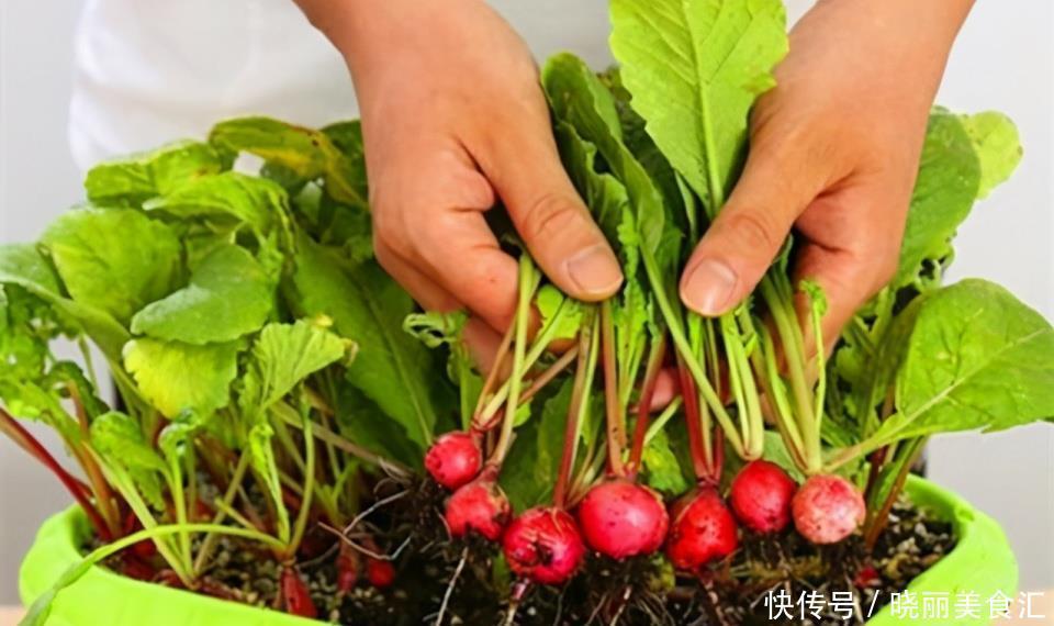 阳台种萝卜，30天摘一盆，一口一个汁水足，脆生生的“小樱桃”