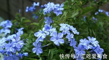 绣球|4种花,再漂亮也不能买,开不几天花,很容就挂了