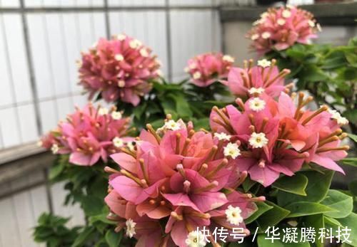 养三角梅,最容易犯的3个地方,才是导致不开花的关键原因