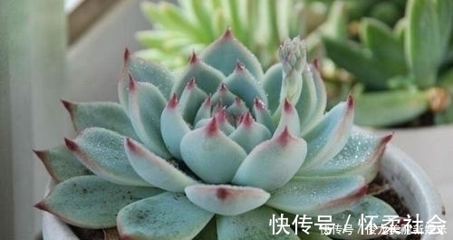 多肉|4种多肉，适合新手养，丢土里就能活，独苗一年长一群