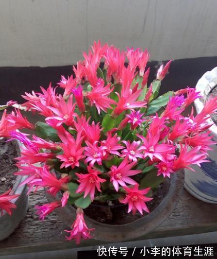 12月养蟹爪兰,做好“2少2多”,花量大开花艳,轻松爆盆