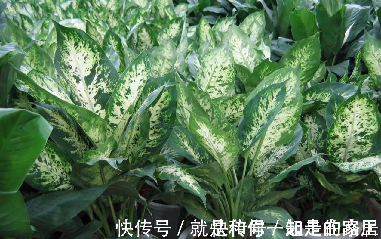 幸福树幸福树|喜欢养花，盆栽这6种植物得先“摸底”，弄清楚它们喜欢什么