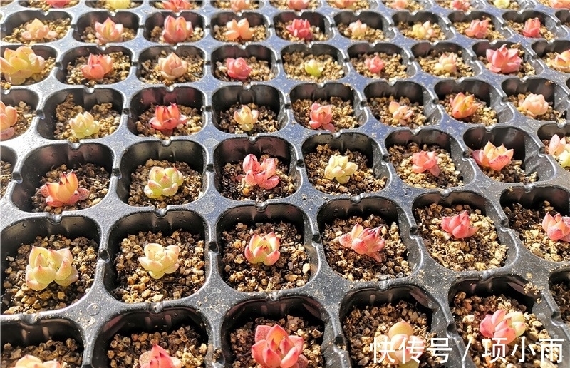 天下养肉人都一样贪