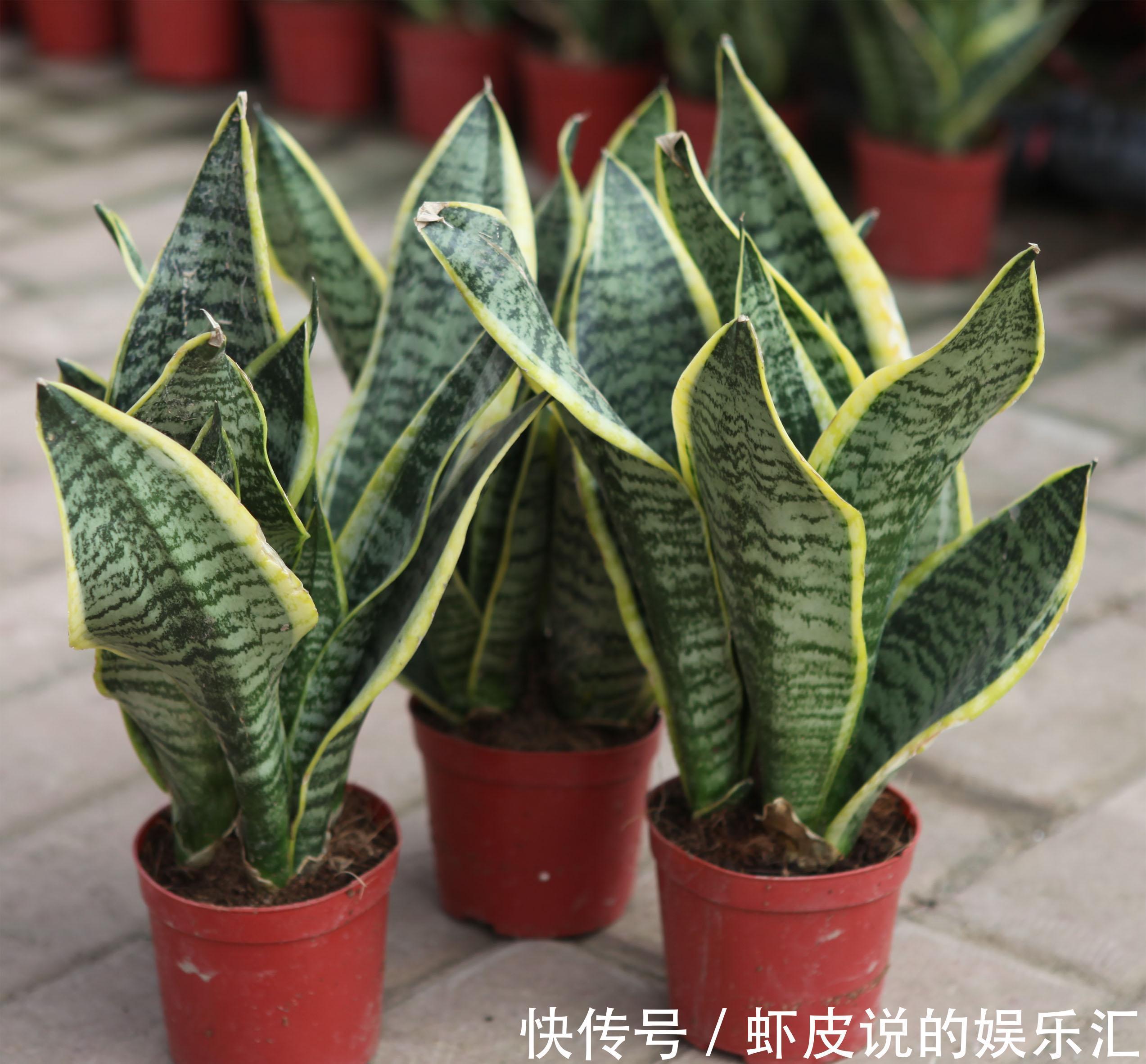 养花试试这几款,色彩丰富多彩,在阳光下闪闪发光