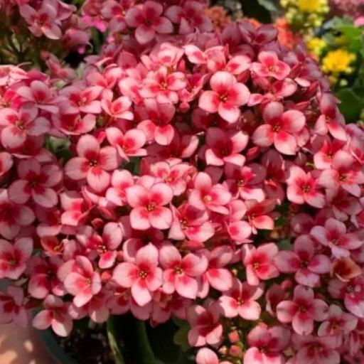 48个长寿花品种,一个比一个漂亮,文末附长寿花的养护简介