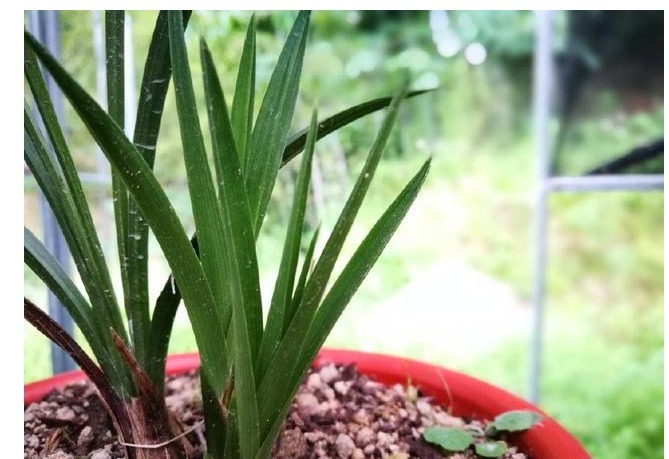 养兰花一不小心浇多水,新苗腐烂怎么办应该要怎么样挽救回来。