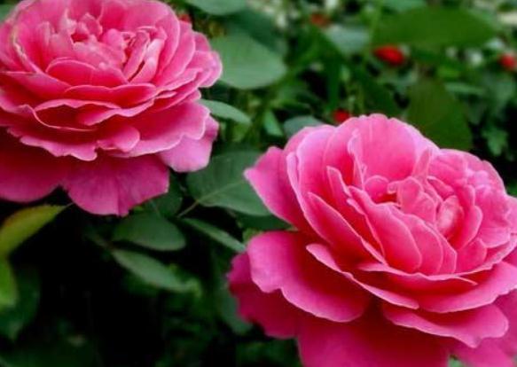 月季天热“洗个澡”，养根、促开花，一年开花比一年旺