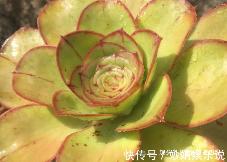 侧芽|能长2米以上的多肉见过没有?那就是法师中的巨无霸——艳姿法师