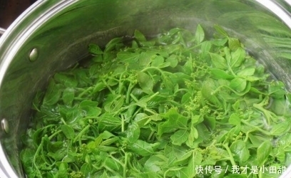 親愛的|只長在樹上的野菜,而且春天才有,現在成了稀罕貨,城里很難吃到