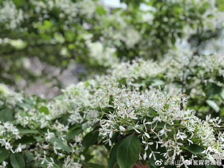 崂山百年流苏花盛开 ，“五月飘雪”醉华严