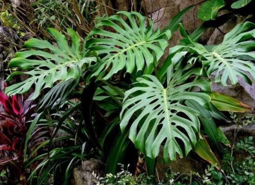 家里的一种东西,用来浇花,像打鸡血一般开得一茬接一茬