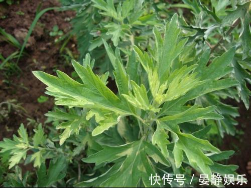 鱼腥草|农村到处是宝，3种野菜，田边疯长，养肝护肝，美容养颜，抗衰老