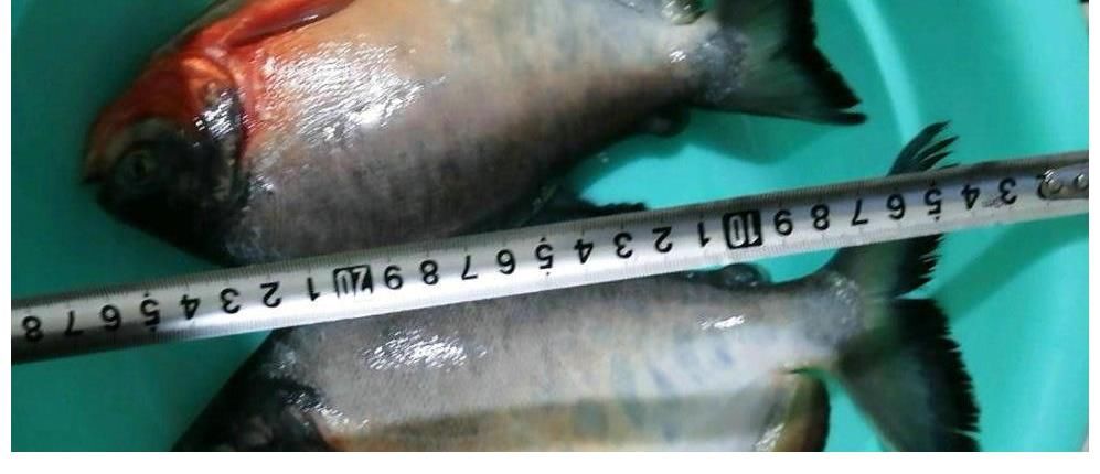 食人鱼？南京钓友夜钓收获两条“红腹怪鱼”，钓友：差点被咬出血