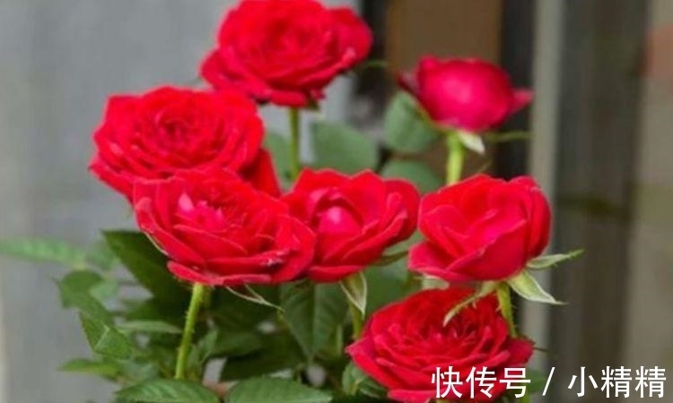 最适合新手养的花,沾土就能活,漂亮好养,还能散发清香