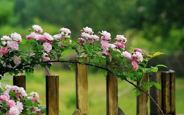 五一小长假,走进花的海洋,品读几首蔷薇花的诗吧