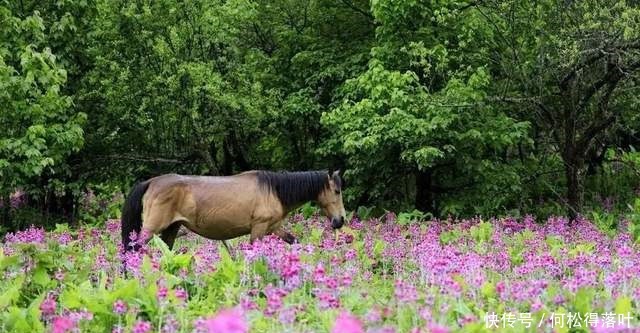 汉源|「桌子山」花开成海 美若仙境！