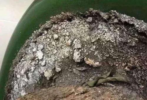 烂根|花盆里出现“这东西”，马上换盆吧，不然“离烂根”不远了